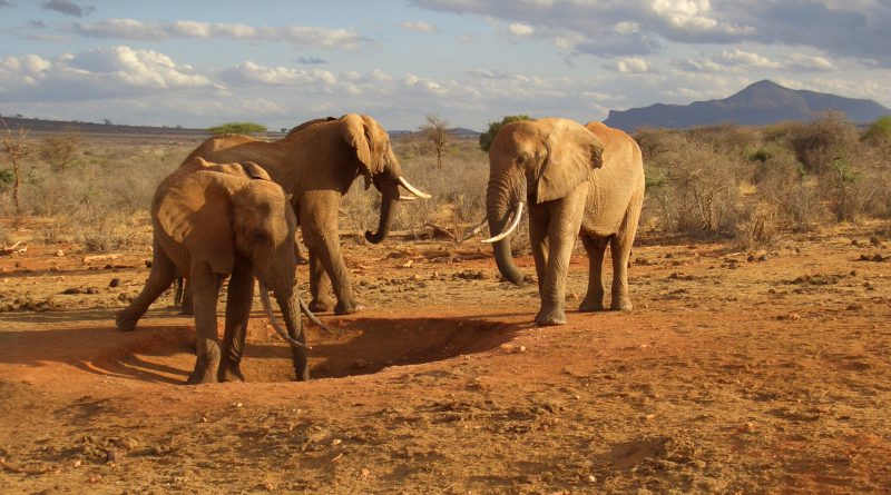 Elephants, the only animals having burial ritual