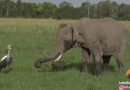 Brave bird fearlessly protects its nest from a herd of elephants