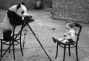 Panda bear taking photo of boy with camera